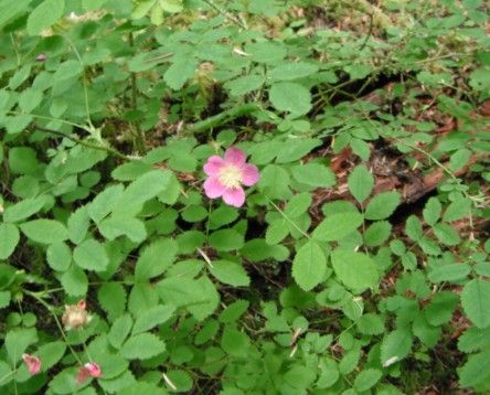 Bald-hip Rose (1 gallon)