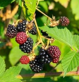Black Raspberry (1 gallon)