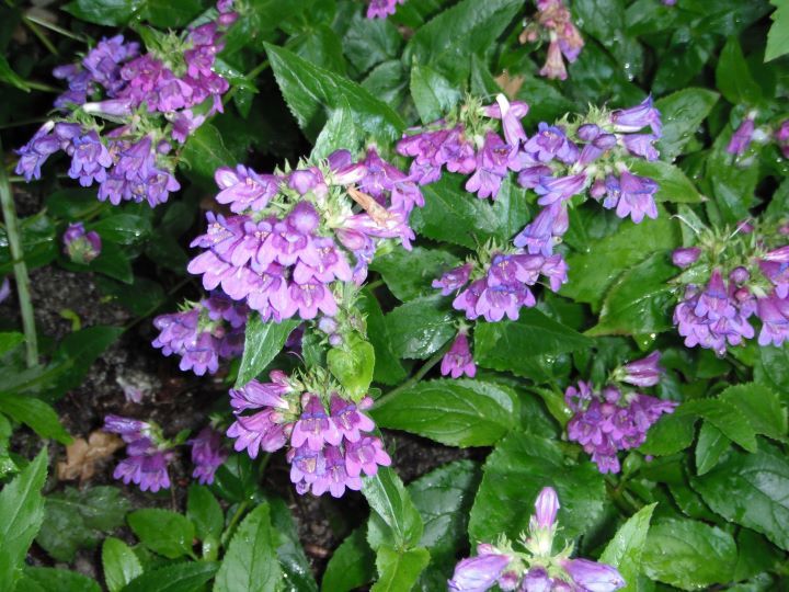 Coast Penstemon (3.5")