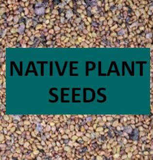 Native Plant Seeds