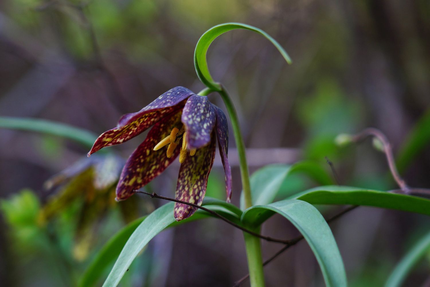 Checker Lily (Chocolate) (bulb)