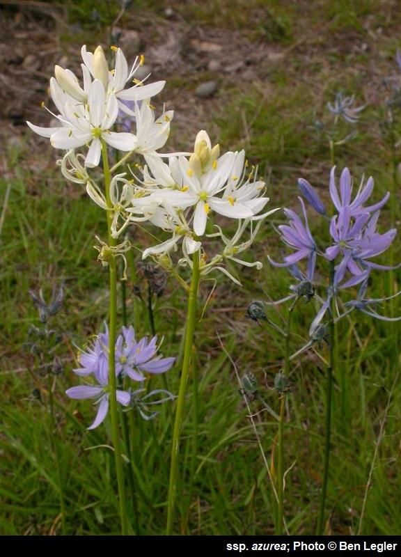 Common Camas (bulb)
