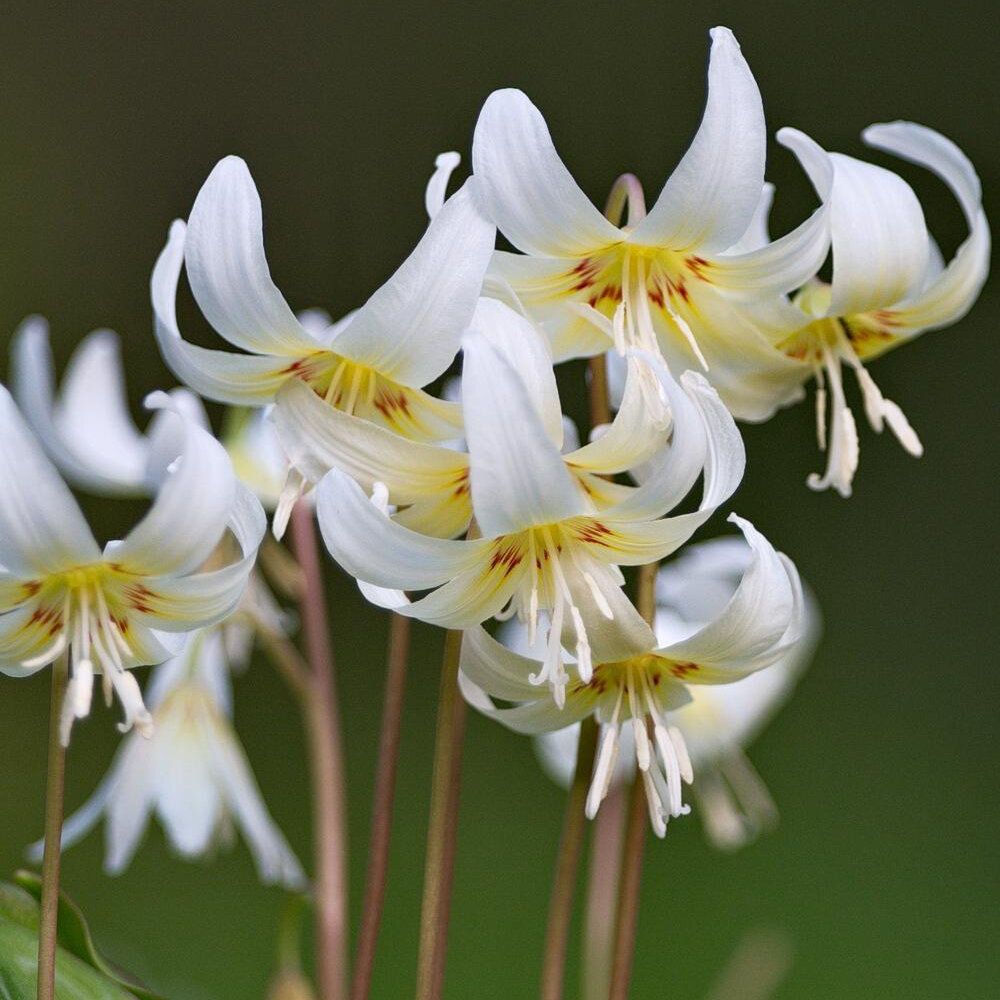 Fawn Lily (bulb)