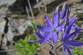 Great Camas (bulb)