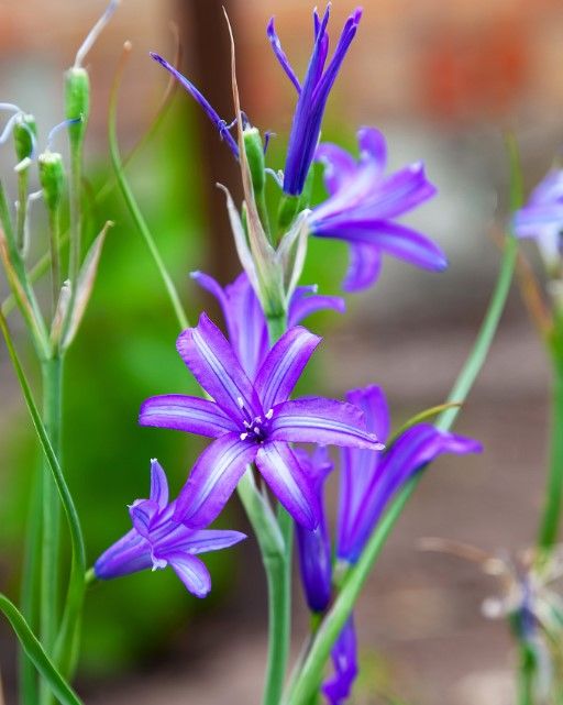Harvest Brodiaea (bulb)