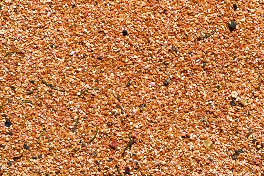 Red Huckleberry (Seed Pack x 25 Seeds)