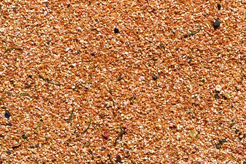 Red Huckleberry (Seed Pack x 25 Seeds)