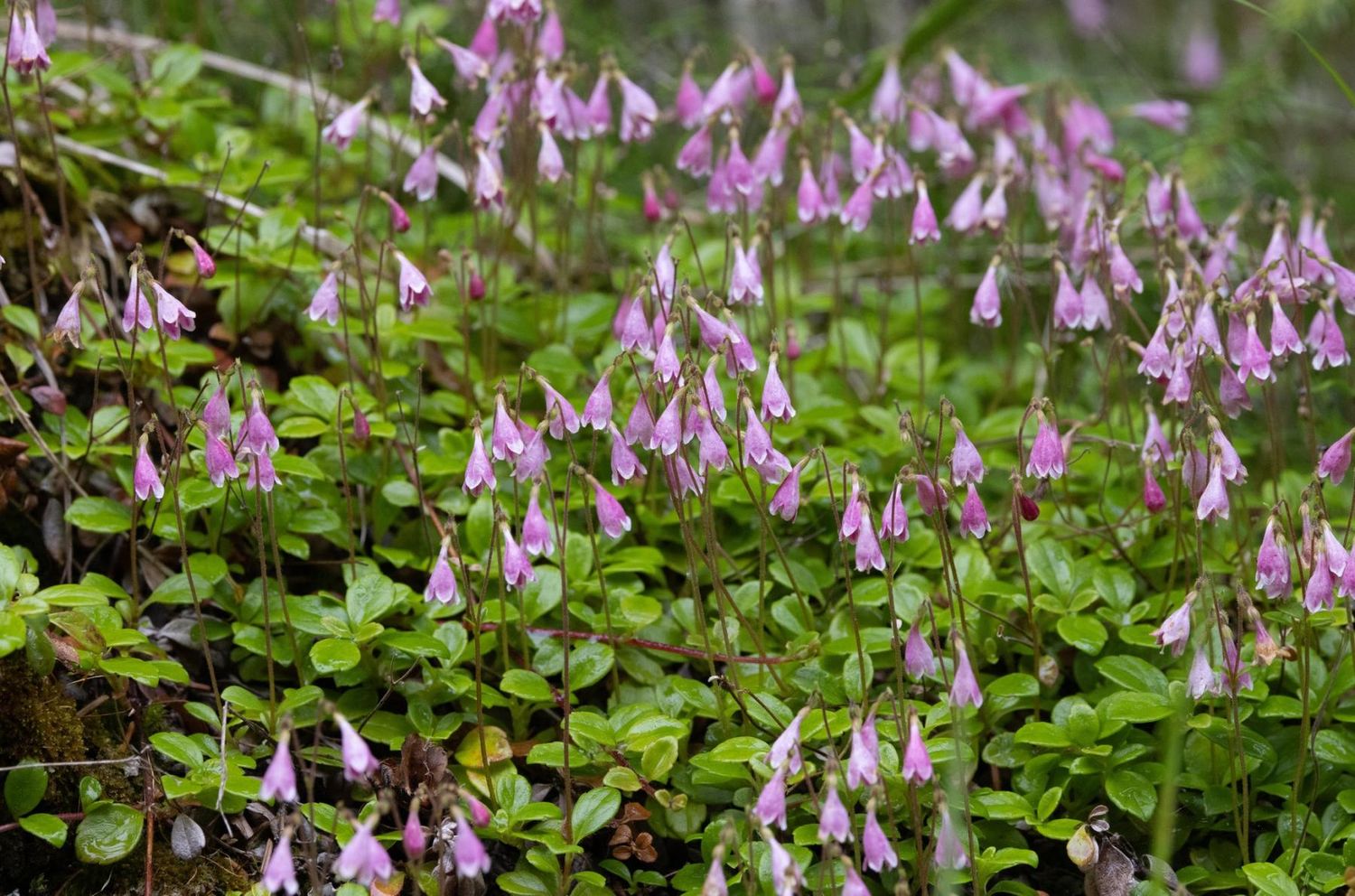 Twinflower (3.5")