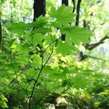 Vine Maple (1 gallon)