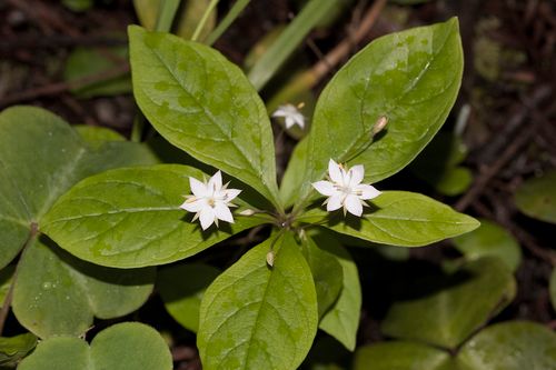 Western Starflower (3.5")