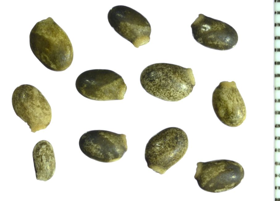 Streambank Lupine (Seed Pack x 15 Seeds)