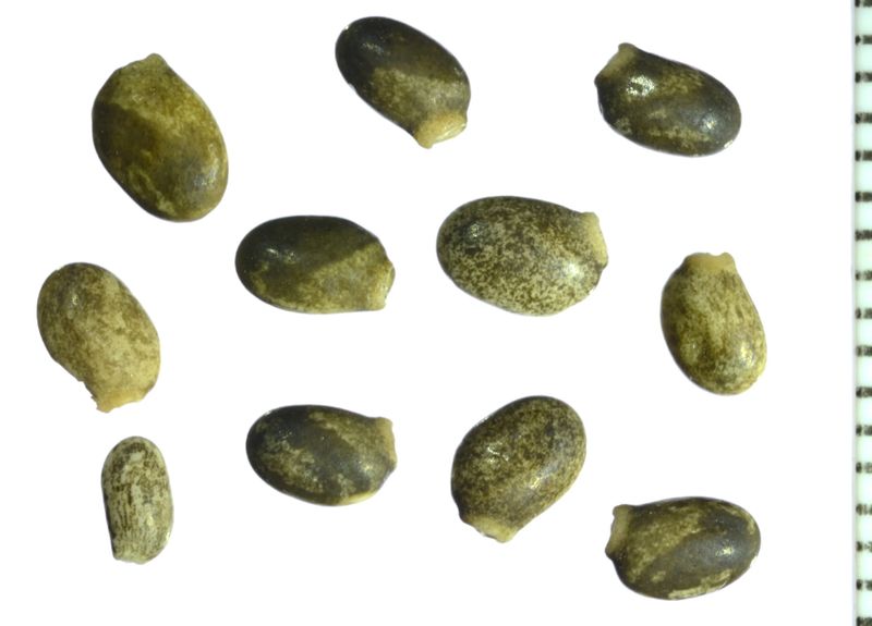 River Bank Lupine (Seed Pack x 15 Seeds)