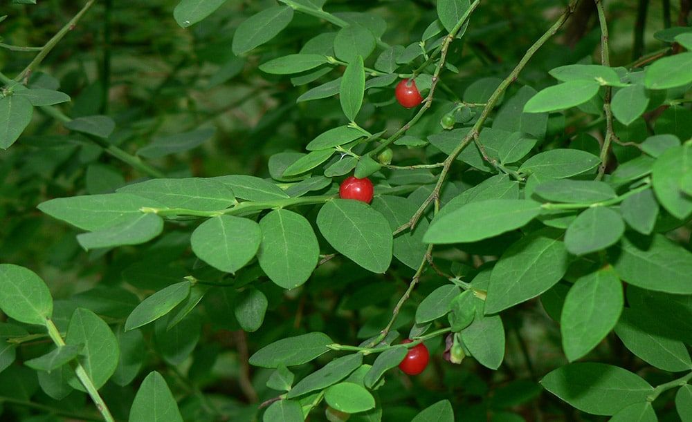 Red Huckleberry (quart)
