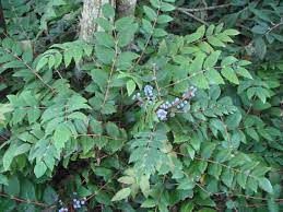 Low Oregon Grape (quart)