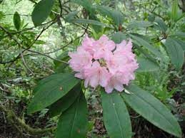 PA Rhododendron (1 Gallon)