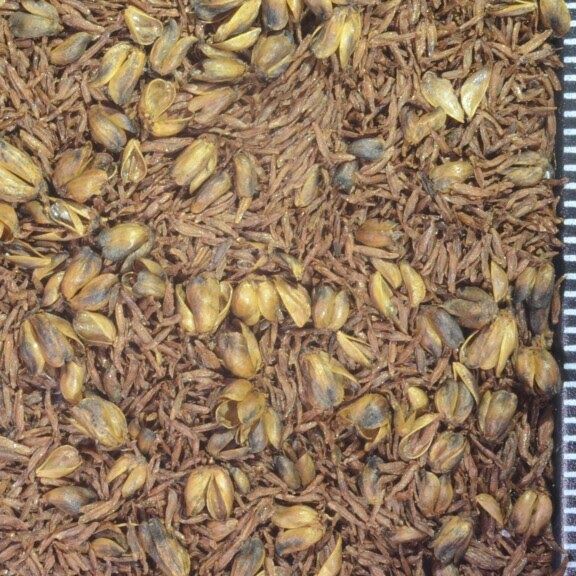 Sylvan Goatsbeard (Seed Pack x 100 Seeds)