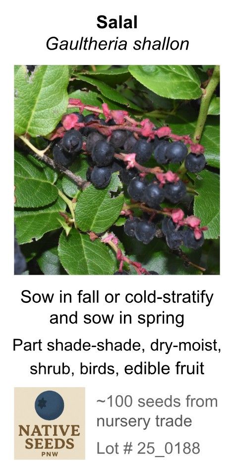 Salal (Seed Pack x 100 Seeds)