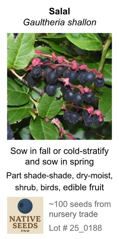 Salal (Seed Pack x 100 Seeds)