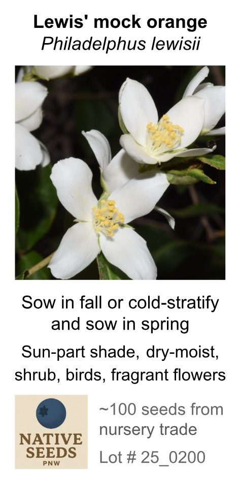 Lewis Mock Orange (Seed Pack x 100 Seeds)