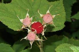 Thimbleberry (Seed Pack x 50 Seeds)