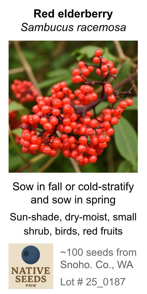 Red Elderberry (Seed Pack x 100 Seeds)