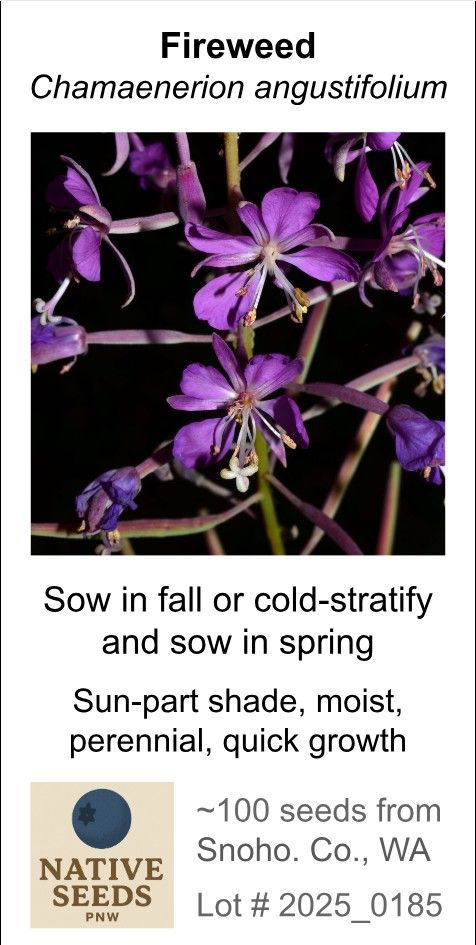 Fireweed (Seed Pack x 25 Seeds)