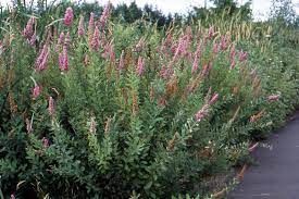 Douglas Spirea (Seed Pack x 100 Seeds)