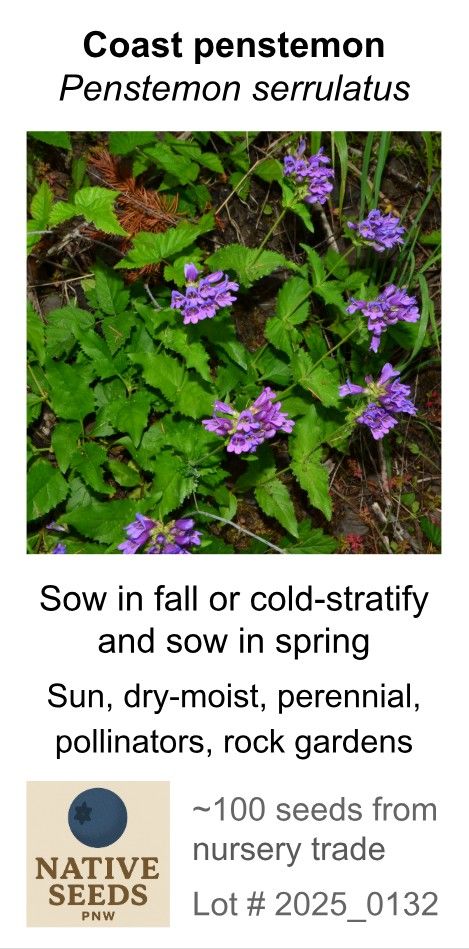Coast Penstemon (Seed Pack x 100 Seeds)