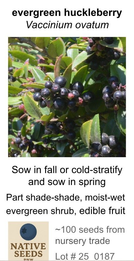 Evergreen Huckleberry (Seed Pack x 100 Seeds)