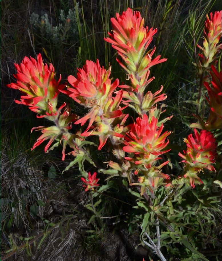 Applegate's Indian Paintbrush (Seed Pack x 25 Seeds)