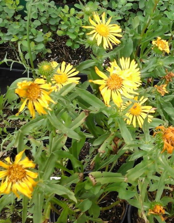 Puget Sound Gumweed (Seed Pack x 100 Seeds)