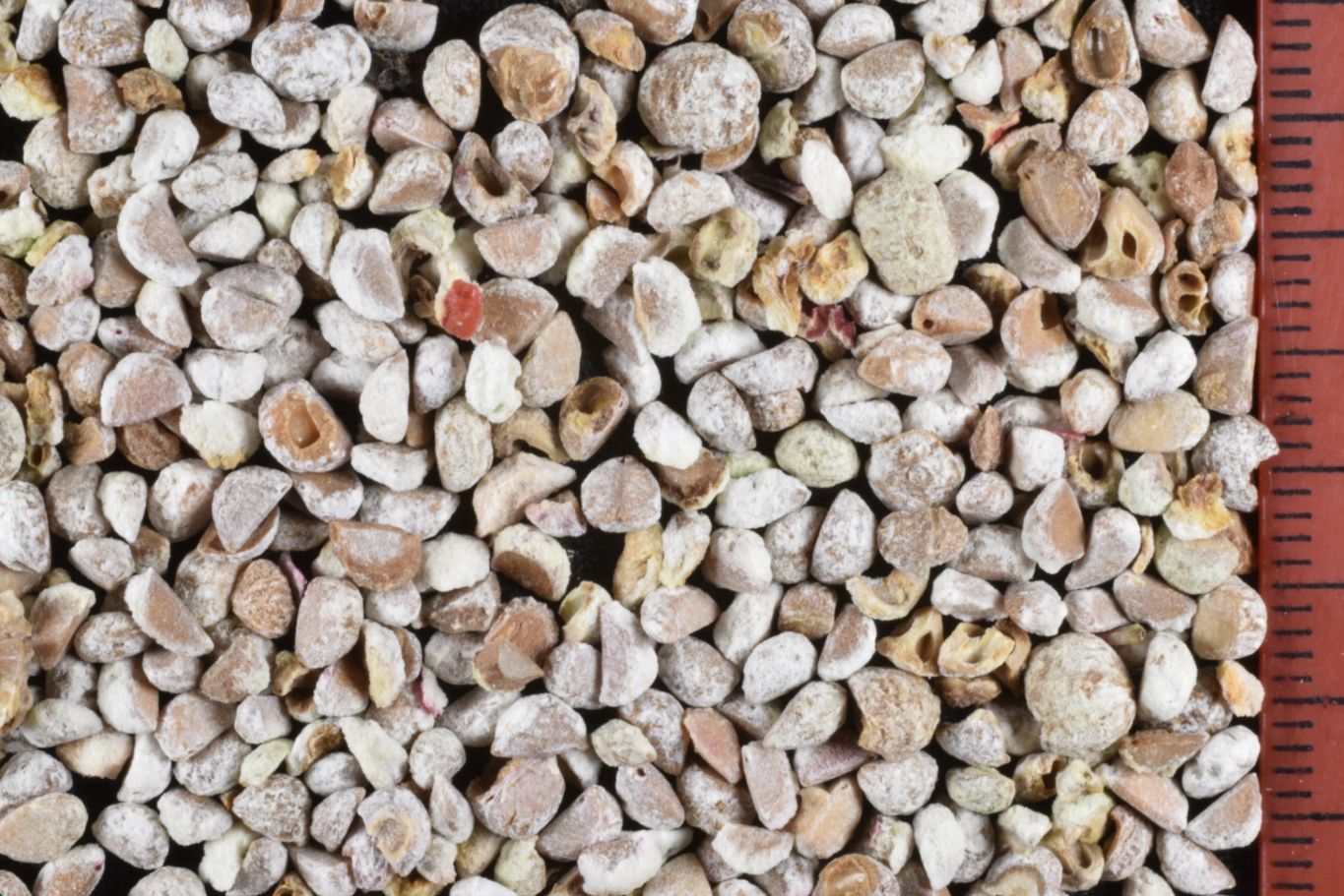 Kinnikinnick (Seed Pack x 10 Seeds)