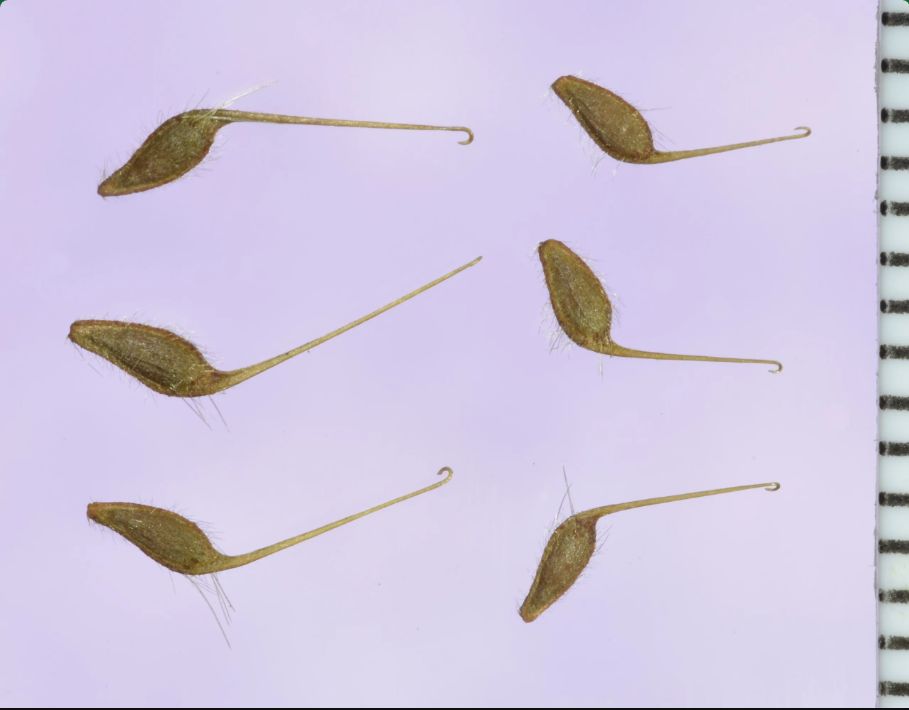 Large-Leaved Avens (Seed Pack x 25 Seeds)