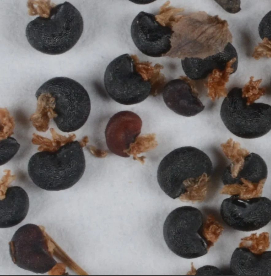 Pacific Bleedingheart (Seed Pack x 25 Seeds)