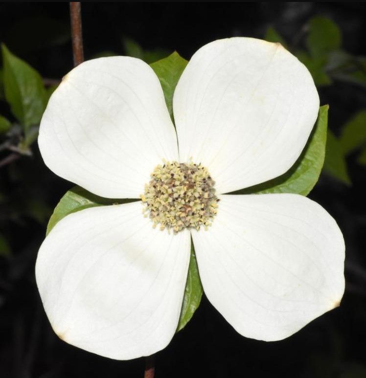 Pacific Dogwood (1 gallon)