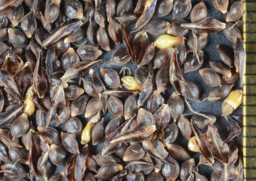 Slough Sedge (Seed Pack x 50 Seeds)