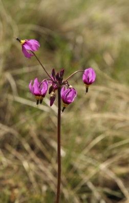 Broad-leaved Shooting Star (bulb)