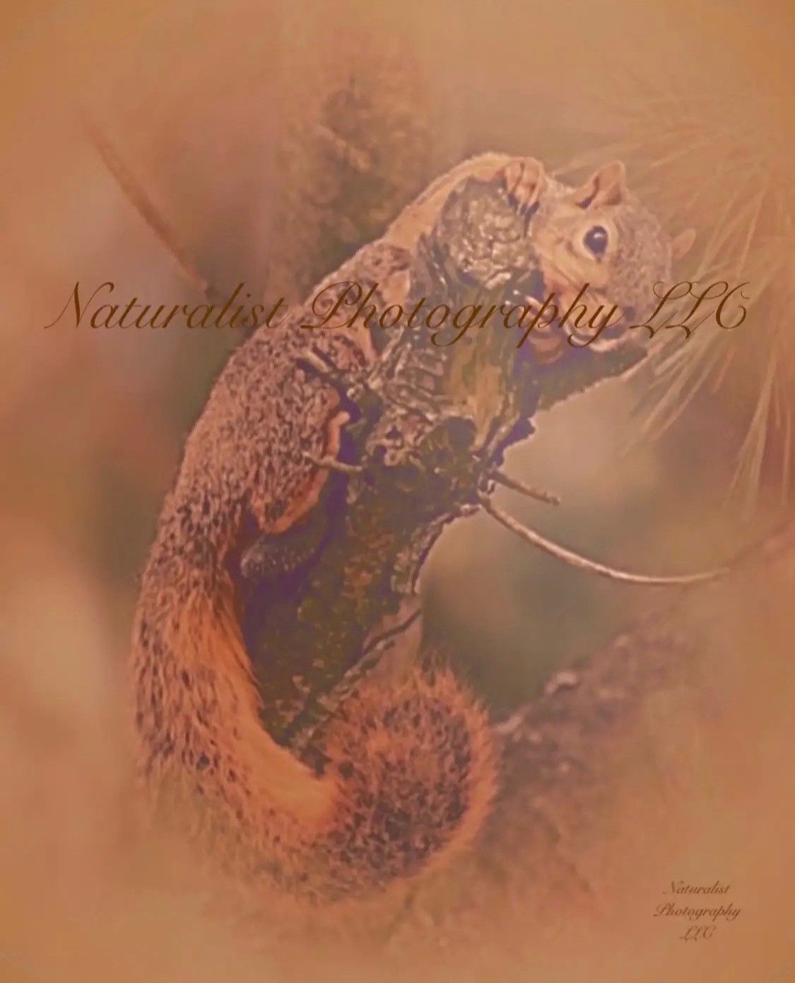 Image#5 “Squirrel” 8x10 Print