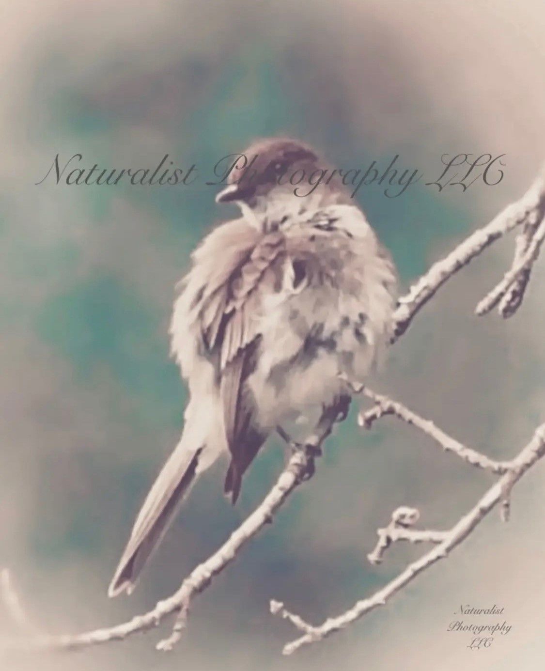 Image#8 “Fluffy Bird” 8x10 Print