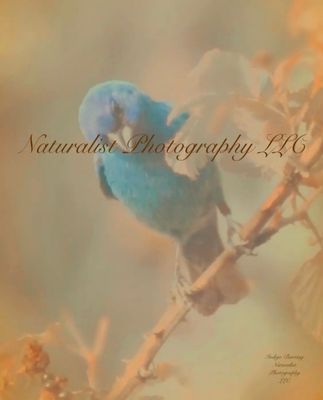 Image#15 “Indigo Bunting” 8x10 Print