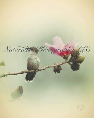 Image#27 “Vintage Hummingbird” 8x10 Print