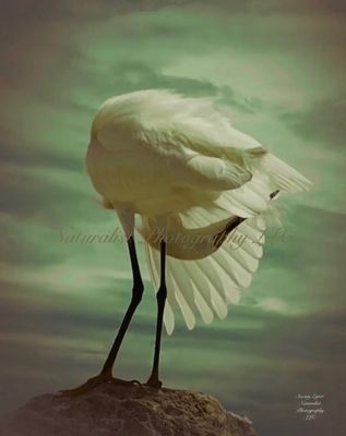 Image#33B “Snowy Egret”  8x10 Print