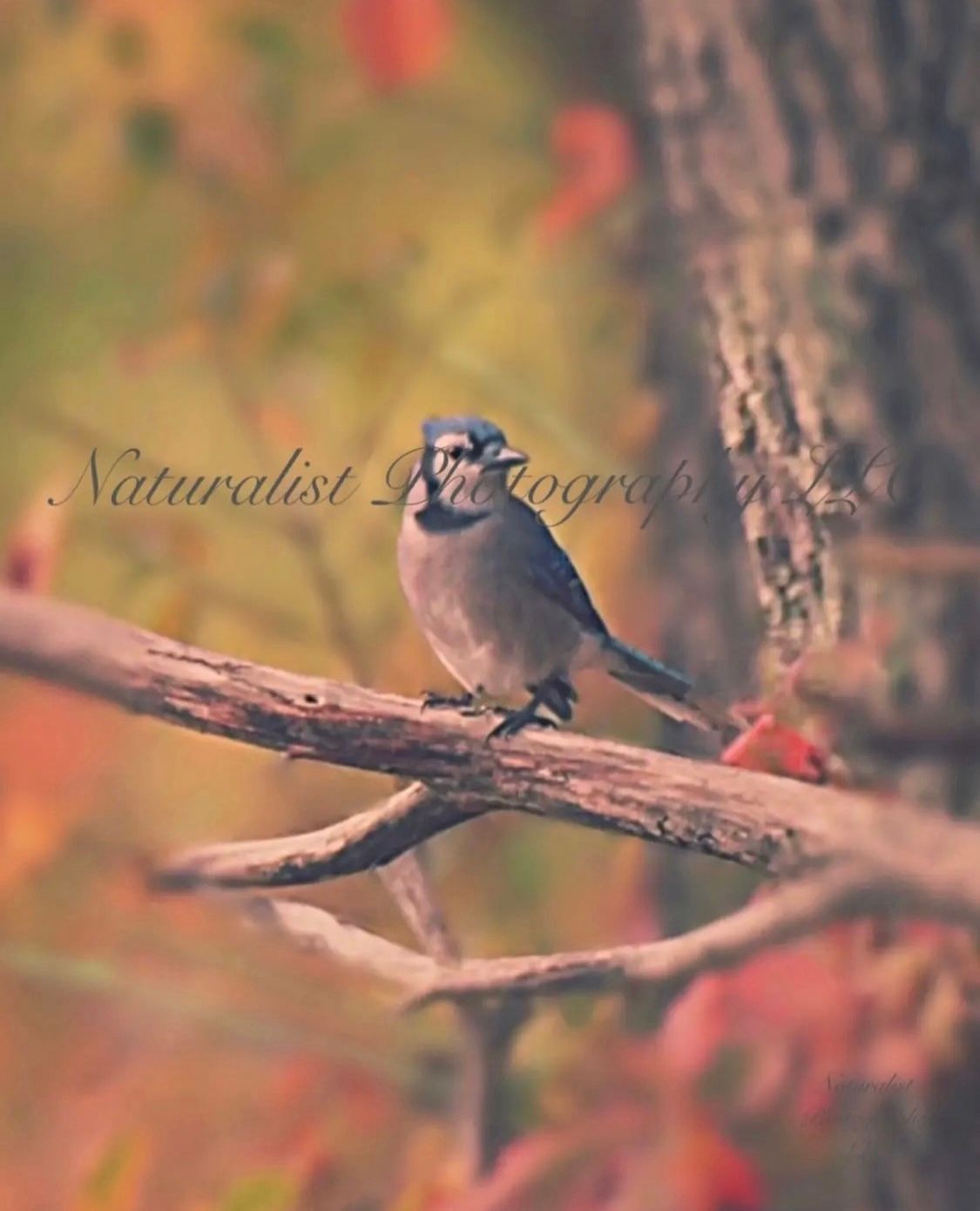 Image#17 “Blue Jay” 11x14 Print