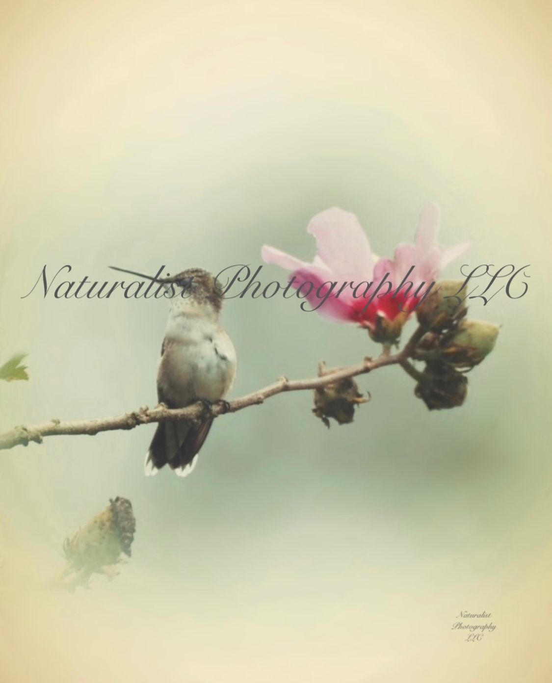 Image#27 “Vintage Hummingbird” 11x14 Print