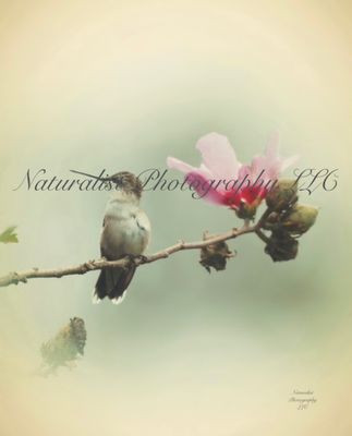 Image#27 “Vintage Hummingbird” 11x14 Print