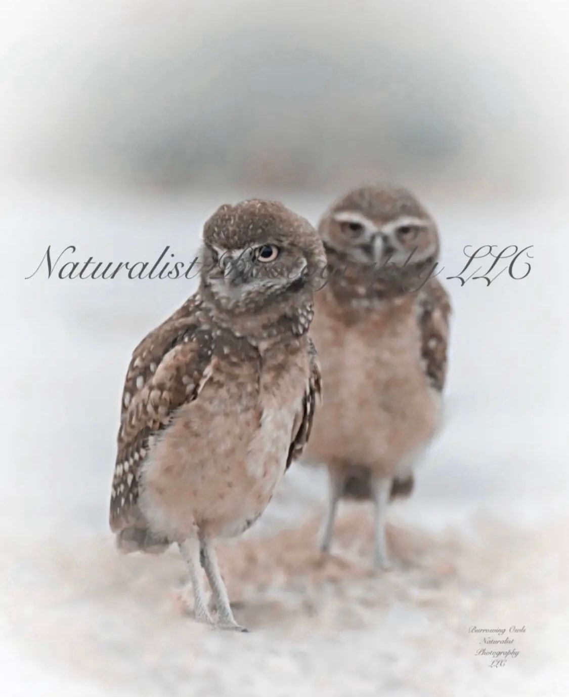 Image#29 “Burrowing Owl Pair” 11x14 Print