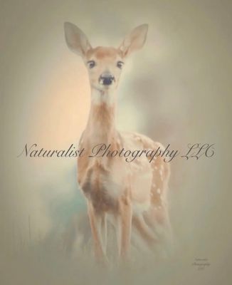 Image#34 “Morning Fawn” 11x14 Print