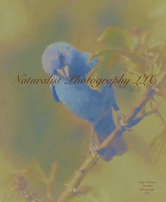 Image#14 “Indigo Bunting” 8x10 Framed Print