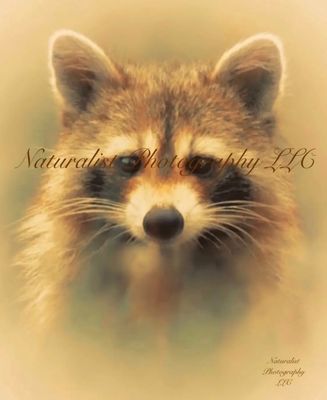 Image#20 “Raccoon” 8x10 Framed Print