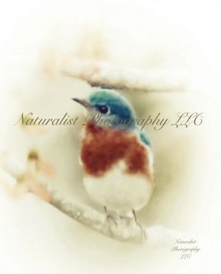 Image#30 “Bluebird in the Fall” 8x10 Framed Print